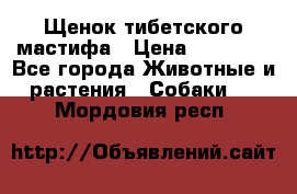 Щенок тибетского мастифа › Цена ­ 60 000 - Все города Животные и растения » Собаки   . Мордовия респ.